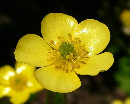 미나리아재비 (Ranunculus japonicus)