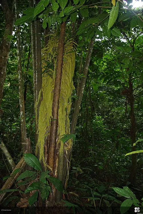 라피아야자 (Raphia regalis)