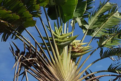 부채파초 (Ravenala madagascariensis)