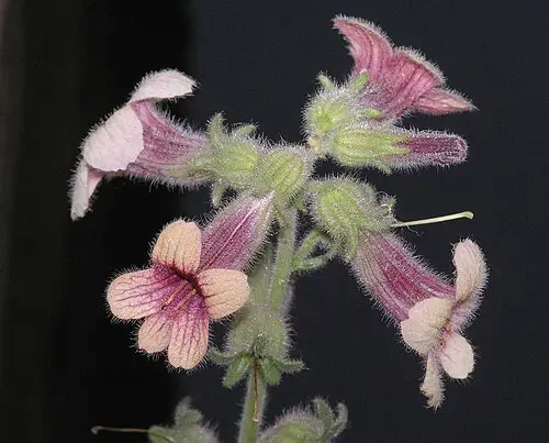 지황 (Rehmannia glutinosa)