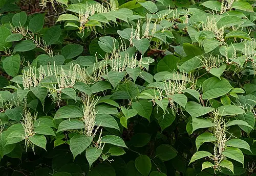 호장근 (Reynoutria japonica)
