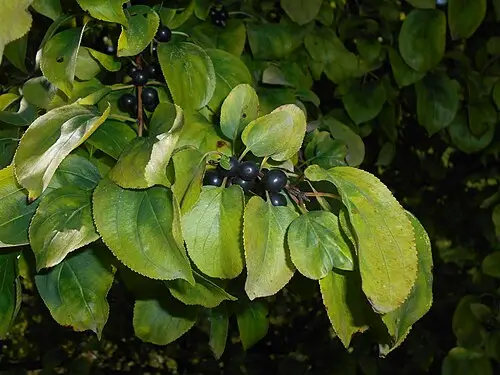 갈매나무 (Rhamnus davuricus)