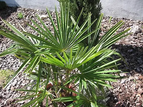 관음죽 (Rhapis excelsa)