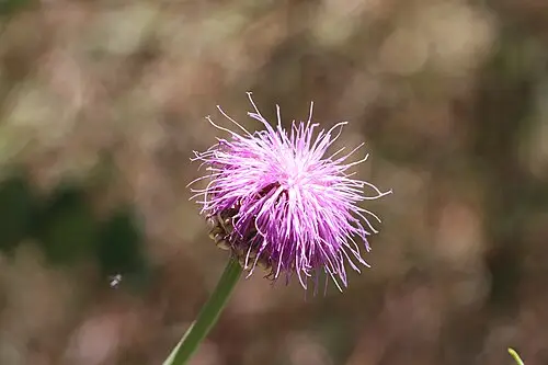 뻐꾹채 (Rhaponticum uniflorum)