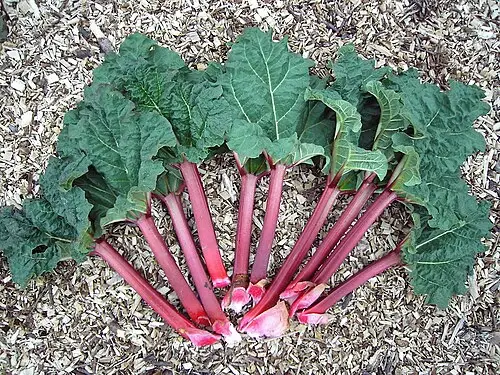 루바브 (Rheum × rhabarbarum)