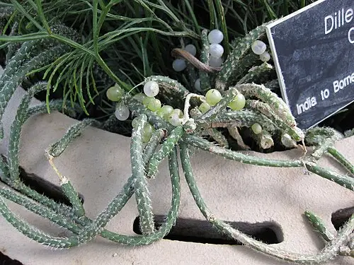 립살리스 (Rhipsalis baccifera)