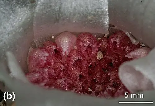 땅속난초 (Rhizanthella gardneri)