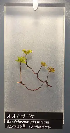 큰꽃송이이끼 (Rhodobryum giganteum)