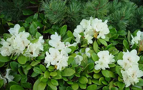 노랑만병초 (Rhododendron aureum)