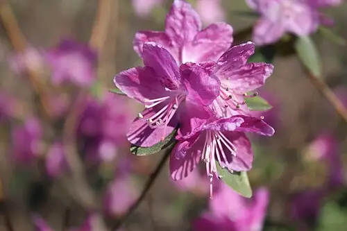 산진달래 (Rhododendron dauricum)