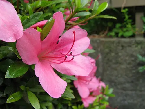 영산홍 (Rhododendron indicum)