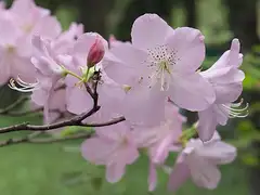 철쭉