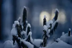 백산차