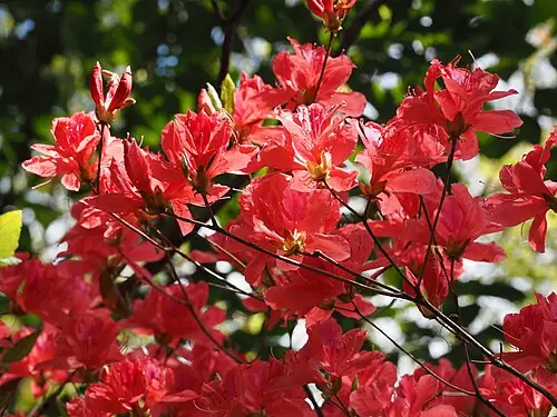 참꽃나무 (Rhododendron weyrichii)
