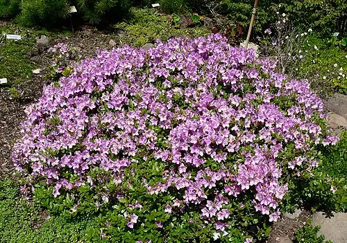 산철쭉 (Rhododendron yedoense)