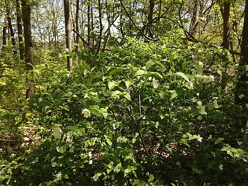 병아리꽃나무 (Rhodotypos scandens)
