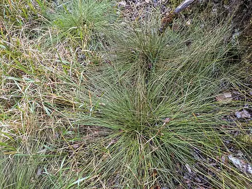 고양이수염 (Rhynchospora chinensis)