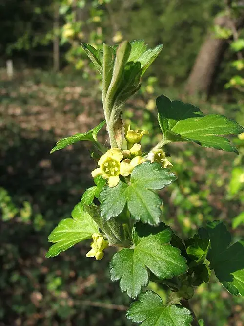까마귀밥나무 (Ribes fasciculatum)