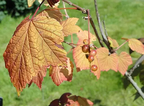 까치밥나무 (Ribes mandshuricum)