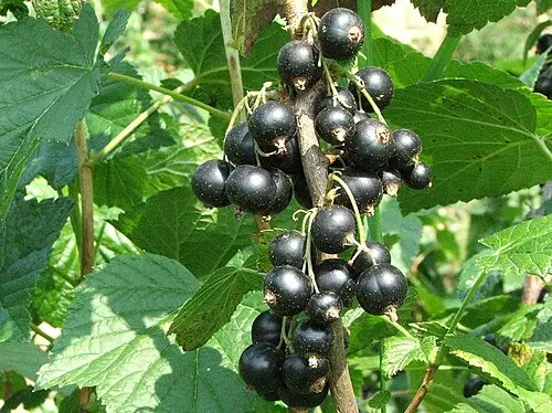 블랙커런트 (Ribes nigrum)