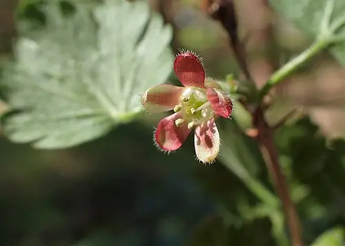 구즈베리 (Ribes uva-crispa)