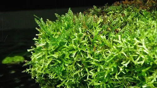 물긴가지이끼 (Riccia fluitans)