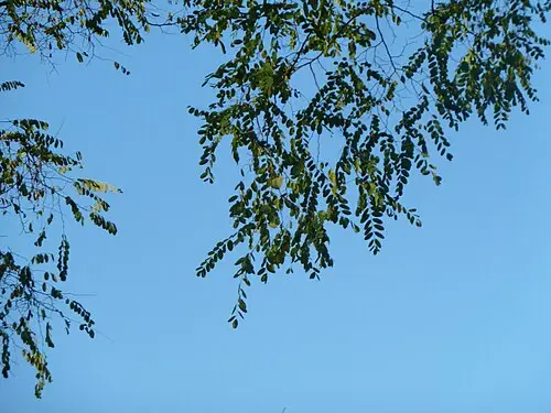 아까시나무 (Robinia pseudoacacia)