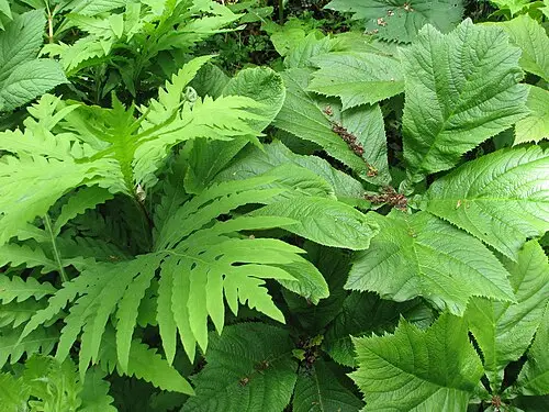 도깨비부채 (Rodgersia podophylla)