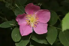 인가목