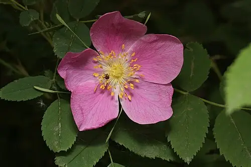 인가목 (Rosa acicularis)