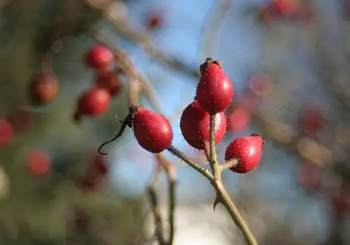 개장미 (Rosa canina)