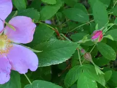 생열귀나무