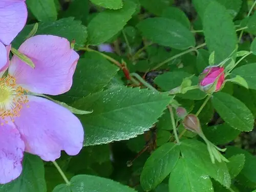 생열귀나무 (Rosa davurica)