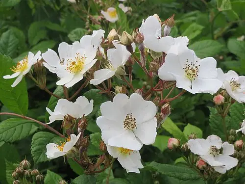 찔레나무 (Rosa multiflora)