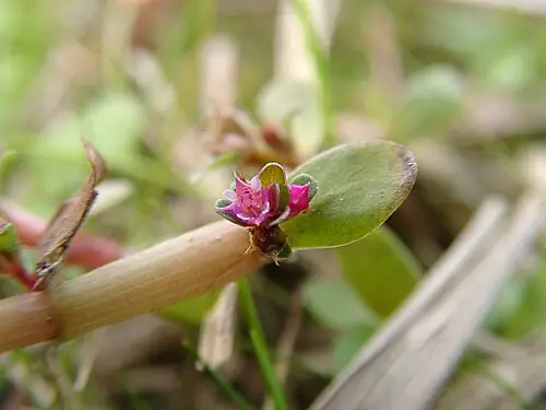 마디꽃 (Rotala indica)