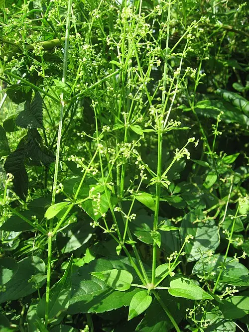 꼭두서니 (Rubia argyi)