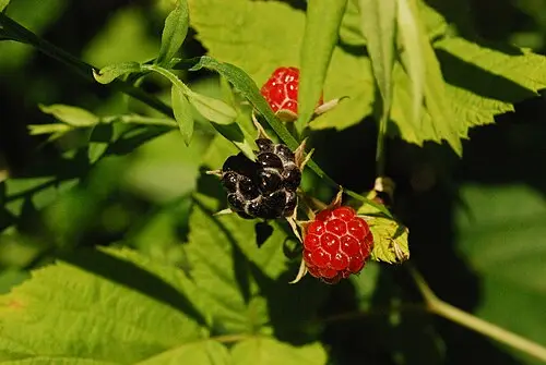 블랙베리 (Rubus allegheniensis)