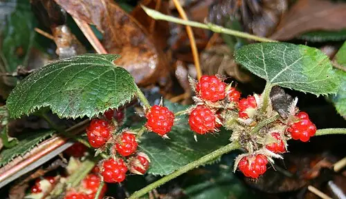 겨울딸기 (Rubus buergeri)