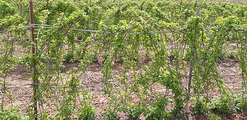 복분자딸기 (Rubus coreanus)