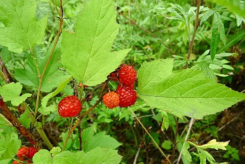 산딸기 (Rubus crataegifolius)
