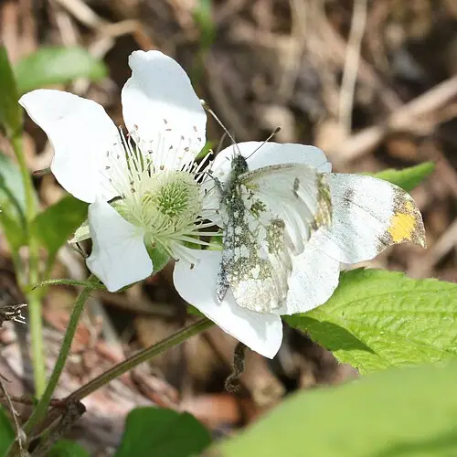 장딸기 (Rubus hirsutus)