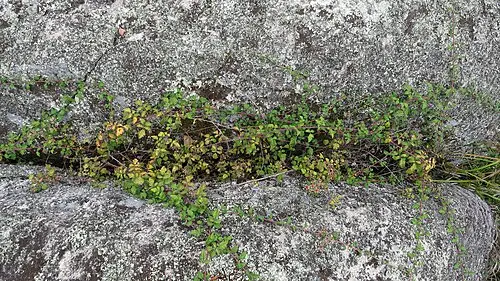 멍석딸기 (Rubus parvifolius)