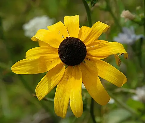 수잔루드베키아 (Rudbeckia hirta)