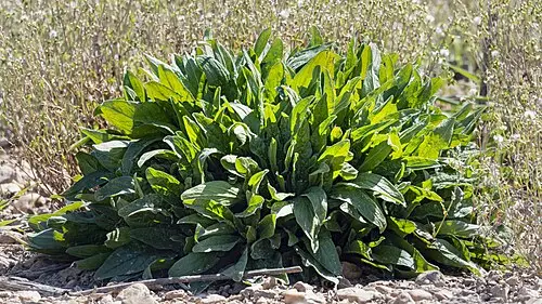 수영 (Rumex acetosa)