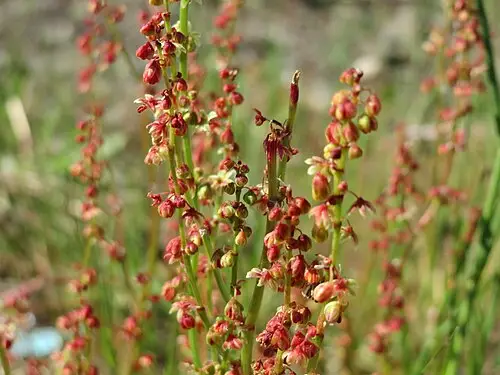 애기수영 (Rumex acetosella)