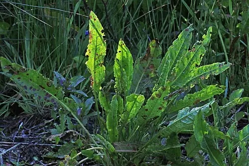 소리쟁이 (Rumex crispus)