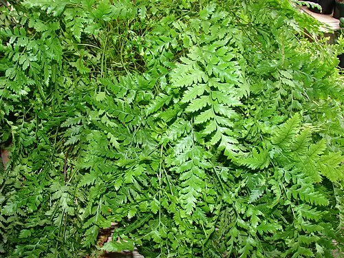 레더펀 (Rumohra adiantiformis)
