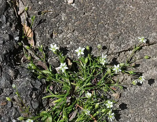 개미자리 (Sagina japonica)