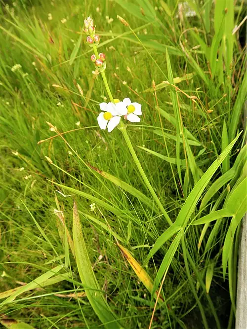 보풀 (Sagittaria aginashi)