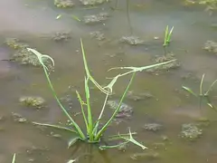 벗풀